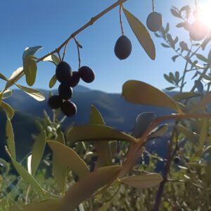 Extraszűz olívaolajok